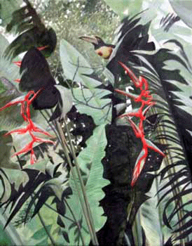 collared aracari